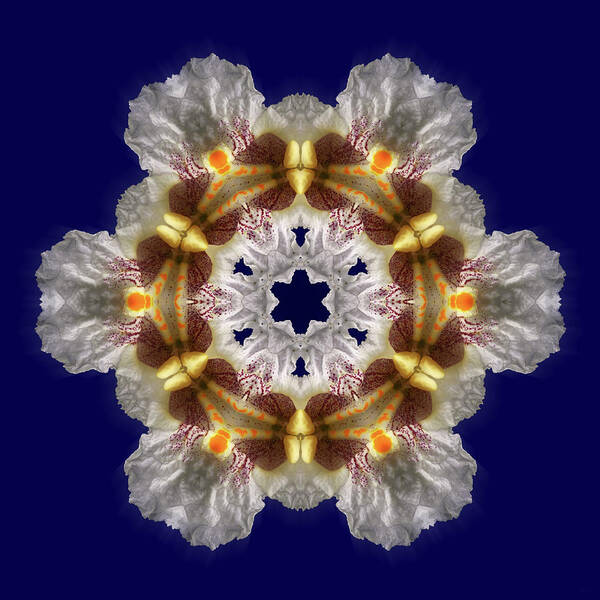 Catalpa Poster featuring the photograph Catalpa Blossom Snowflake - kaleidoscope view of catalpa blosssom closup by Peter Herman