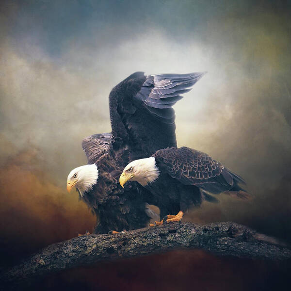 Bald Eagle Poster featuring the photograph I Will Shelter You by Jai Johnson