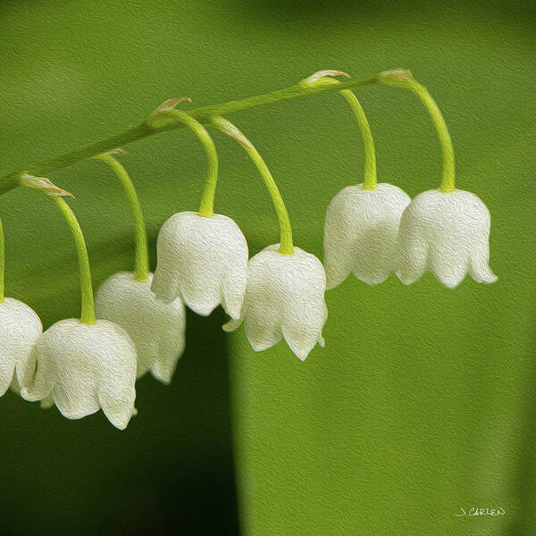 Flowers Poster featuring the photograph Lily of the Valley by Jim Carlen