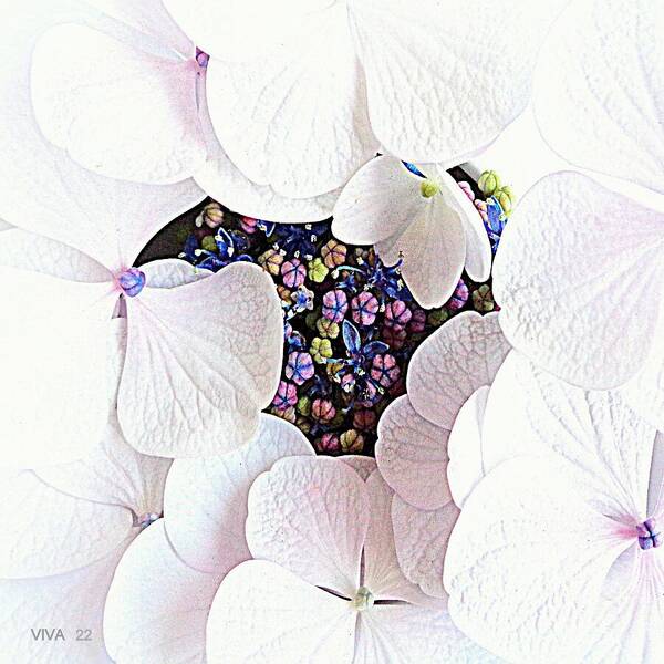White Poster featuring the photograph My Hydrangea-Her Secret Life  by VIVA Anderson