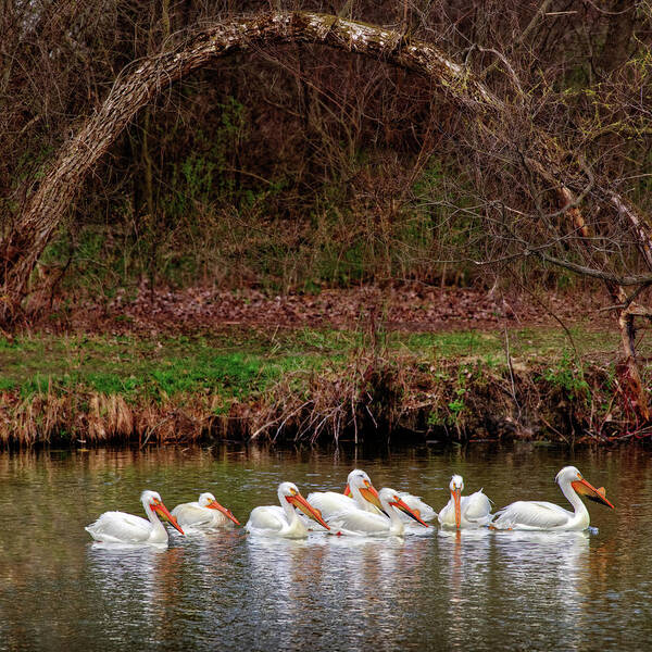 Pelicans Poster featuring the photograph Pelicans at Viking Park #5 of 7 - Stoughton Wisconsin by Peter Herman