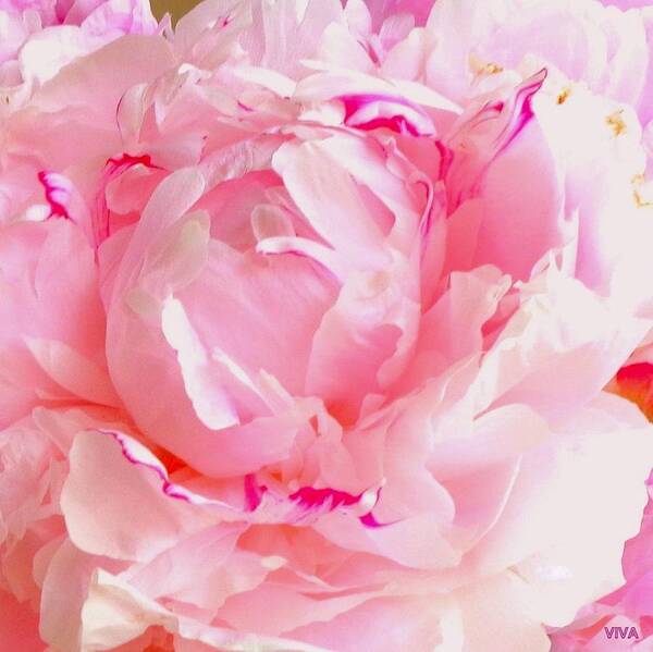 Precious Peony Poster featuring the photograph Peony Precious Pink by VIVA Anderson