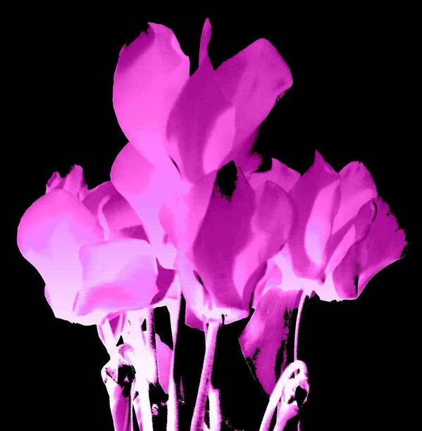 Cyclamen Poster featuring the photograph Purpleiscious Cyclamen - For Janet Marie by VIVA Anderson
