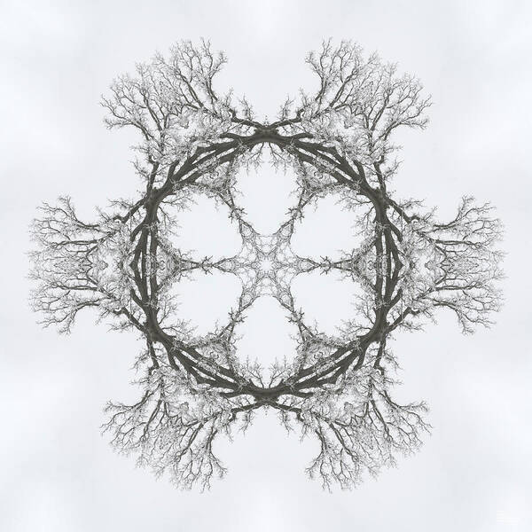 Oak Poster featuring the photograph SnOAKflake - Snow covered oak tree in winter as through kaleidoscope by Peter Herman