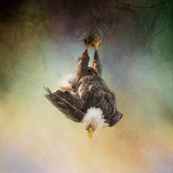 Bald Eagle Poster featuring the photograph Upside Down World by Jai Johnson