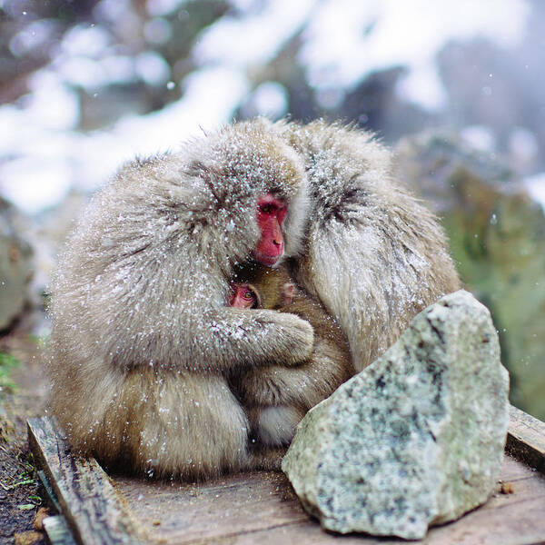 Hell's Valley Poster featuring the photograph Zen Jigokudani Monkey Park, Nagano, Japan by Eugene Nikiforov