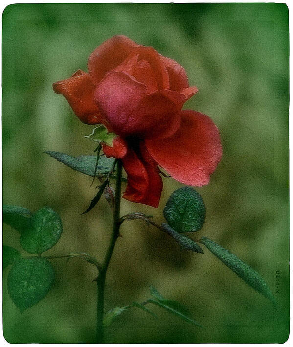 Rose Poster featuring the photograph December Rose by Richard Cummings