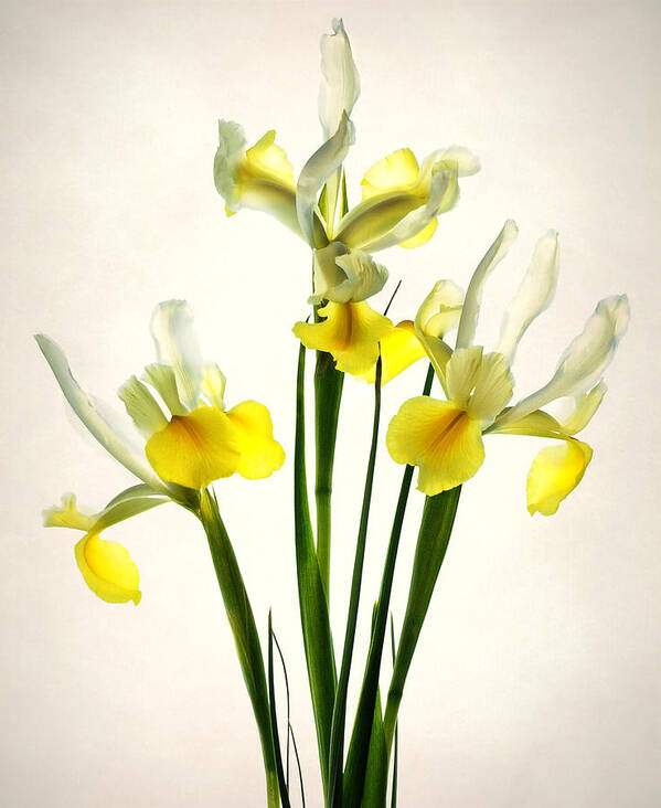 Yellow Poster featuring the photograph Irises by Carol Eade