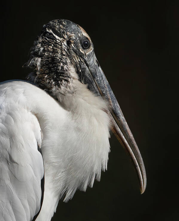 Birds Poster featuring the photograph Wood Stork by Larry Marshall