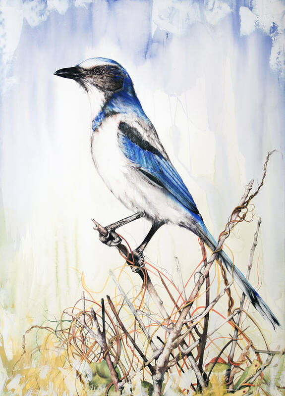 Bird Poster featuring the mixed media Florida Scrub Jay by Anthony Burks Sr