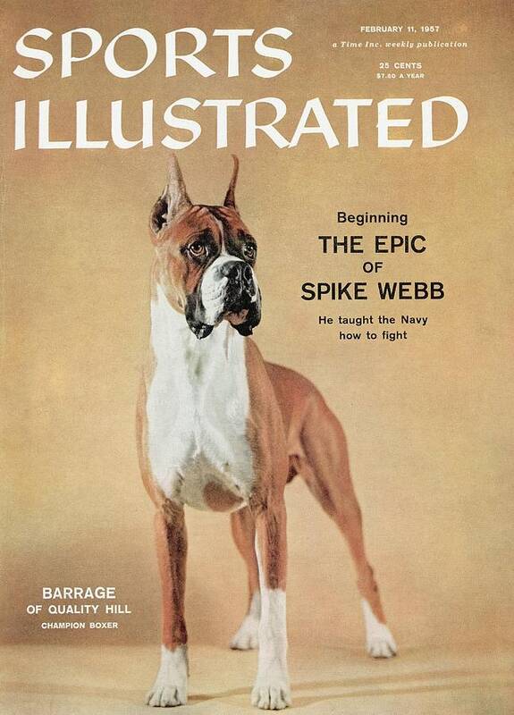 Magazine Cover Poster featuring the photograph Barrage Of Quality Hill, 1955 Westminster Kennel Club Dog Sports Illustrated Cover by Sports Illustrated