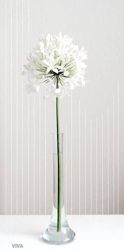 White Poster featuring the photograph Agapanthus - Elegance - White by VIVA Anderson