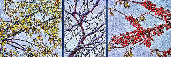 Joelbrucewallach Poster featuring the digital art Snowy Branches Trio - Triptych by Joel Bruce Wallach