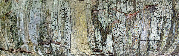 Duane Mccullough Poster featuring the photograph Panoramic Tree Bark Abstract by Duane McCullough