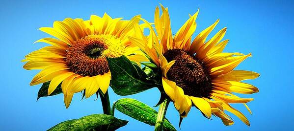 Floral Poster featuring the photograph Sunflower Duo by Alexis King-Glandon
