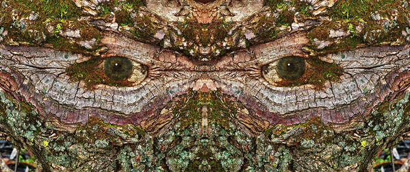 Wood Tree Eye Freaky Mask Scary Ent Organic Life Moss Algae Eyes Eyeball Watching Watcher Abstract Psychodelic Nightmare Frightful Monster Dark Forest “green Man” Poster featuring the photograph Watcher in the Wood #1 - Human face and eyes hiding in mirrored tree feature- Green Man by Peter Herman