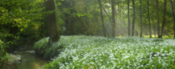 Wild Garlic Flowers Poster featuring the photograph fields of Legend by John Chivers