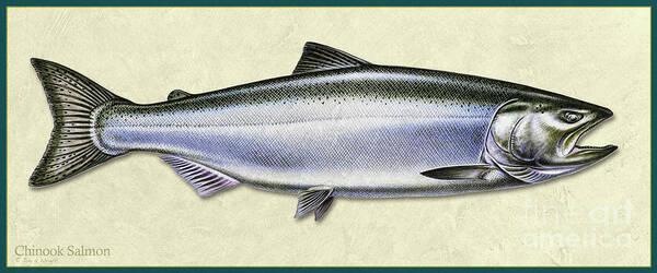 Jon Q Wright Fish Id Print Chinook Salmon Flyfishing Fly Freshwater Poster featuring the painting Chinook Salmon ID by Jon Q Wright