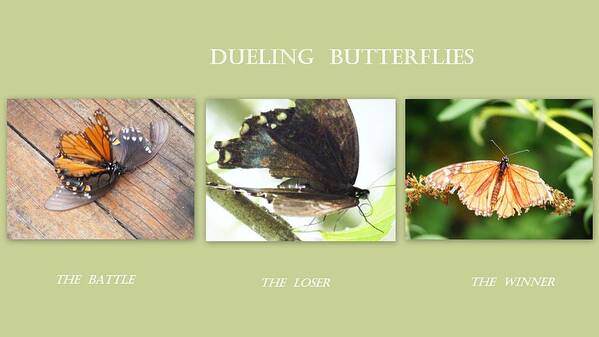  Butterflies Poster featuring the photograph Dueling Butterflies Collage by Margie Avellino