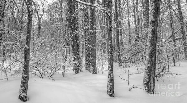 Winter Poster featuring the photograph In full season by Marco Crupi