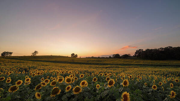 Sunflower Poster featuring the photograph Sunflower Sunset #13 by Ryan Heffron