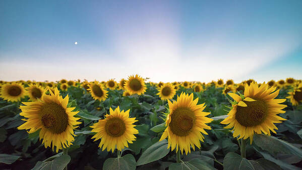 Ryan Heffron Poster featuring the photograph Sunflower Sunset #8 by Ryan Heffron