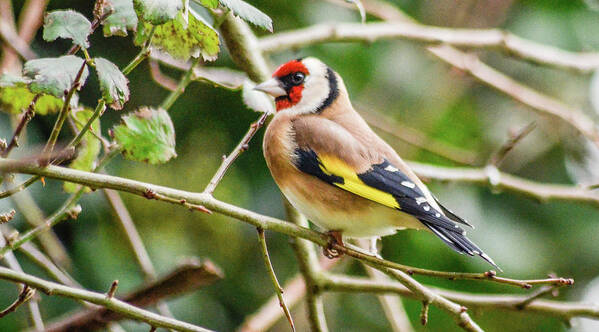 Goldfinch Poster featuring the photograph Goldfinch by Joe Ormonde