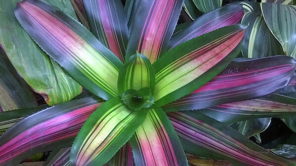 Duane Mccullough Poster featuring the photograph Bromeliads 11 by Duane McCullough