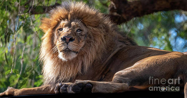 David Levin Photography Poster featuring the photograph A Lounging Lion by David Levin