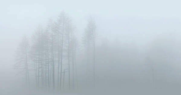 Misty Poster featuring the photograph Misty woodland by John Chivers