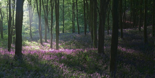 Bluebells Poster featuring the photograph Heaven's Garden by John Chivers