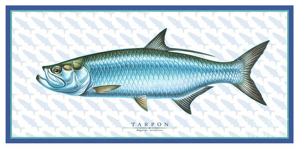 Jon Q Wright Tarpon Ocean Saltwater Gamefish Fish Poster Fish Print Fishing Tackle Poster featuring the painting Tarpon ID #1 by Jon Q Wright