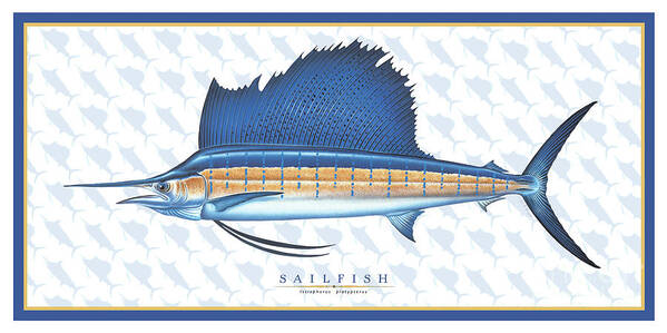 Jon Q Wright Sailfish Ocean Saltwater Gamefish Fish Poster Fish Print Fishing Tackle Poster featuring the painting Sailfish ID by Jon Q Wright