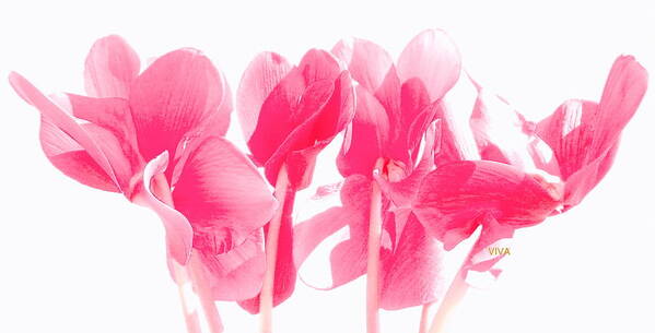 Cyclamen Poster featuring the photograph Cyclamen - RosyGlow by VIVA Anderson