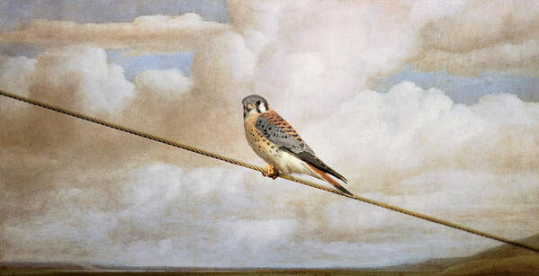 American Kestrel Poster featuring the photograph Sky Watch by Jai Johnson