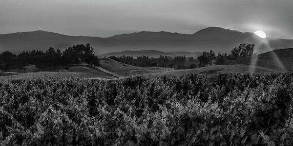 California; Farmland; Fine Art; Landscape; Rural; Temecula; Vineyards; Fruit; Vines; Vineyard; Wine; Hills; Fence; Sun; Sunset; Spectacular Sunset; God Rays; Crepuscular Rays; Peace; Peaceful; Pasture; Paradise; Serenity; Food; B & W; Black & White; Black And White; Monochrome; Mono; Hi Rez; High Resolution; Panorama; Panoramic; Ranch; Wine Country; Socal; Small Town; West Coast; Ca; Wine; Country Poster featuring the photograph Sunset over the Vineyard Black and White by Peter Tellone