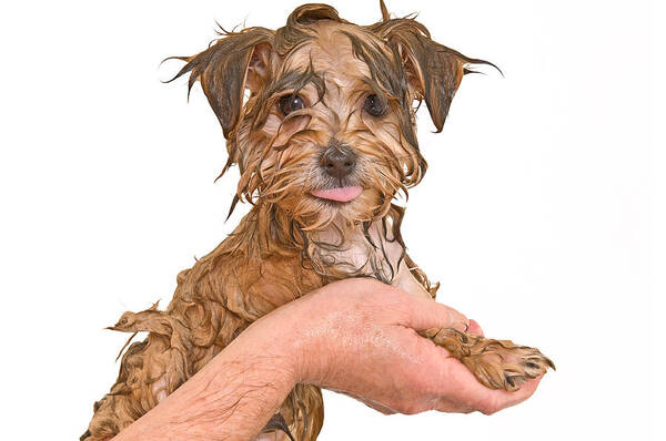 Puppy; Dog; Morkie; Maltese; Yorkie; Mixed Breed; Mixed; Breed; Canine; Bath; Wet; Cute; Humor; Tongue; Animal; Grooming; Hair Poster featuring the photograph First Bath by Jim Vallee