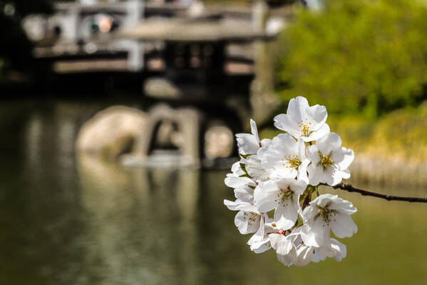 Blooming Poster featuring the photograph Blossoms in the Sun #1 by Dave Hahn