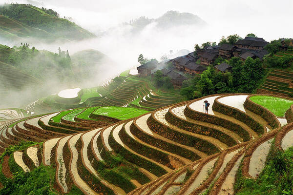 Rice Paddy Poster featuring the photograph Rice Terraces #3 by King Wu