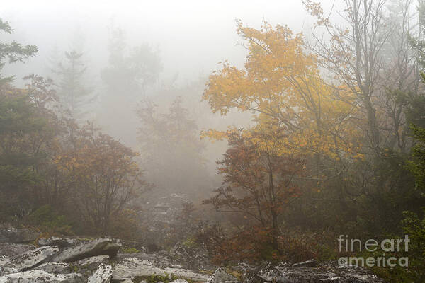 Autumn Poster featuring the photograph Autumn Fog Dolly Sods #5 by Thomas R Fletcher