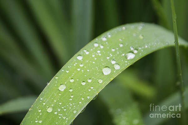 Ornamental Grass Poster featuring the photograph After The Rain by Arlene Carmel