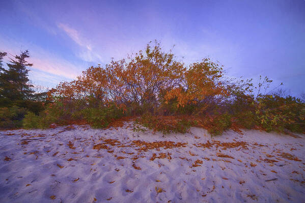 Usa Poster featuring the photograph Autumn in the Dunes by Kate Hannon