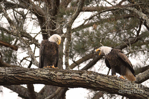 Adult Bald Eagles Poster featuring the photograph Bald Eagle Courtship by Jai Johnson