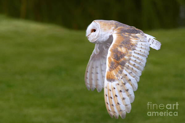 Action Poster featuring the photograph Barn Owl in flight by Nick Biemans