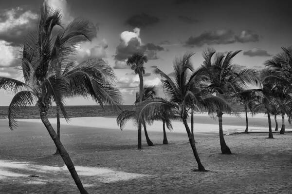 Palm Trees Poster featuring the photograph Beach Foliage by Mick Burkey