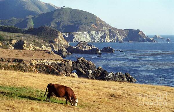 Cow Poster featuring the photograph Big Sur Cow by James B Toy