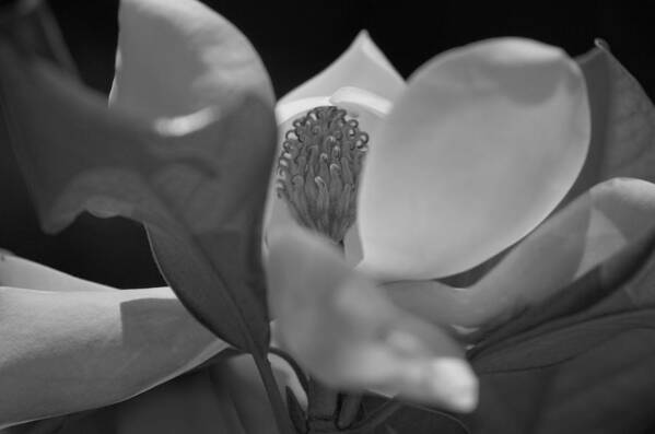 Magnolia Poster featuring the photograph Black and White Magnolia by Matthew Bamberg
