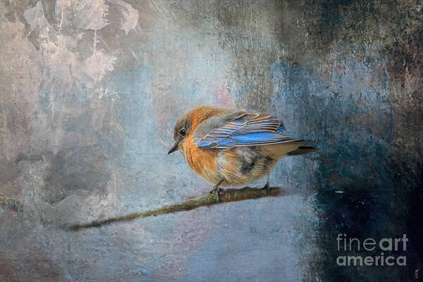 Bird Poster featuring the photograph Bluebird in Winter by Jai Johnson