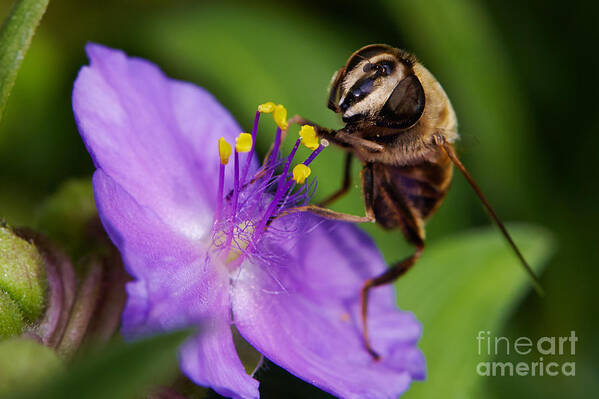 Closeup Poster featuring the photograph Closeup of a bee on a purple flower by Nick Biemans
