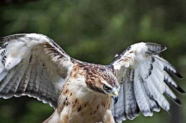  Poster featuring the photograph Eagle Wings by Bill Howard